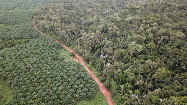 Palm oil plantation in Indonesia. Photo: PUSAKA.