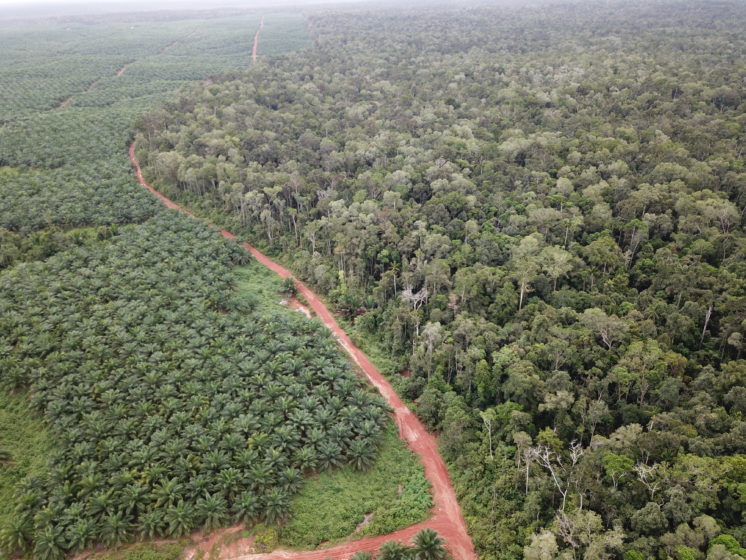 Palm oil plantation in Indonesia. Photo: PUSAKA.